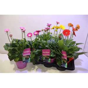 arr8 Gerb Garvin Gem