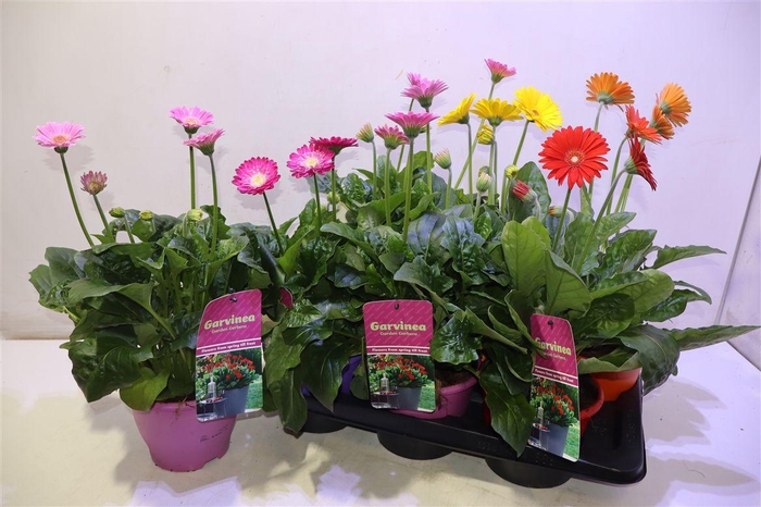 <h4>arr8 Gerb Garvin Gem</h4>