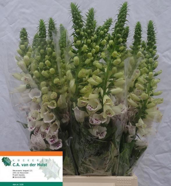 <h4>Digi Camelot White</h4>