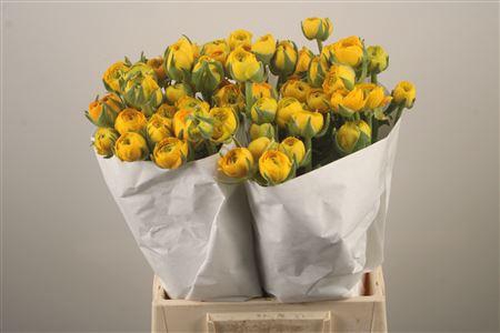 <h4>Ran El. Yellow Ex</h4>