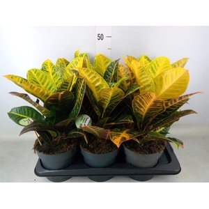 Codiaeum var. GR 'Petra'