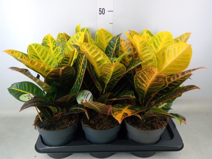 <h4>Codiaeum var. GR 'Petra'</h4>