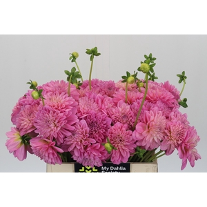 Dahlia Pink Pop