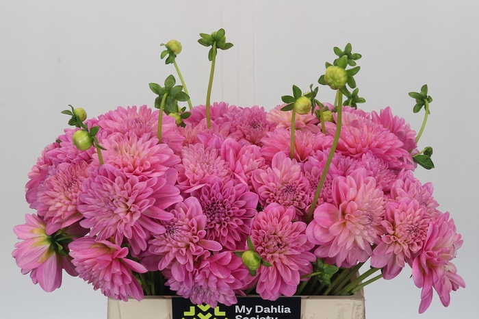 Dahlia Pink Pop