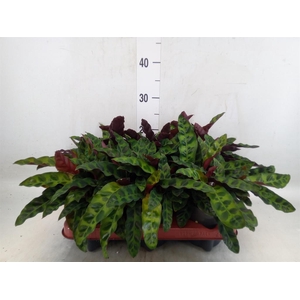 Calathea lancifolia