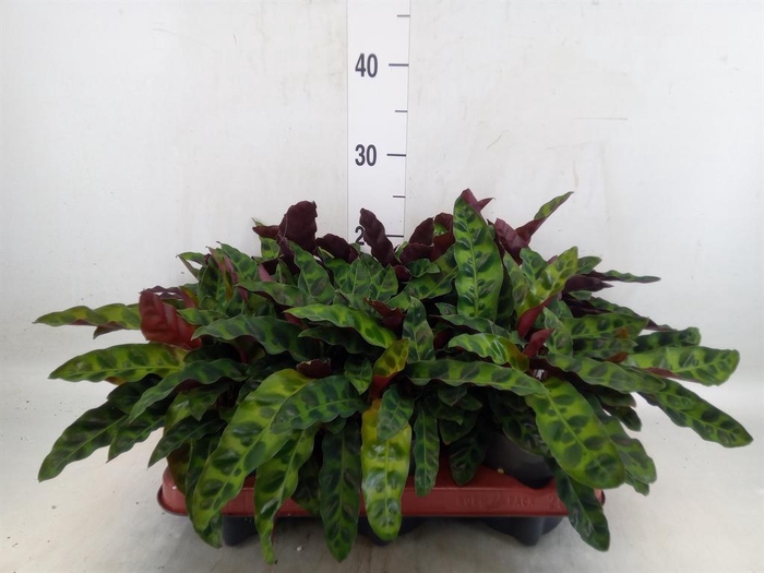 <h4>Calathea lancifolia</h4>