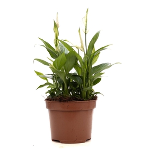 Spathiphyllum Korto P&PURE Collection