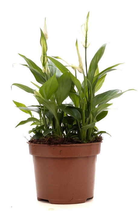 <h4>Spathiphyllum Korto P&PURE Collection</h4>