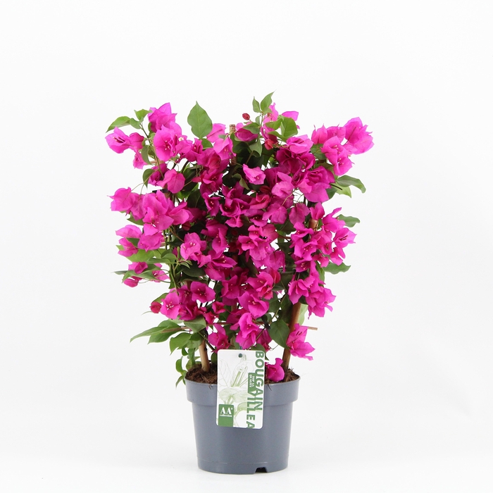 <h4>Bougainvillea 'Sanderiana' op rek paars</h4>