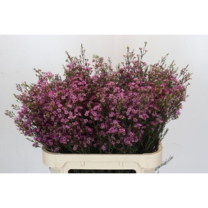 Chamelaucium Purple Pride