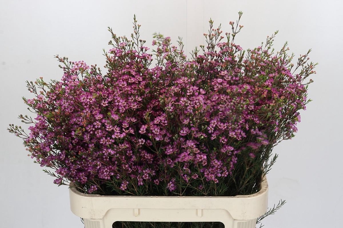 <h4>Chamelaucium Purple Pride</h4>