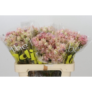 Blushing Bride Pink 2/5 Flowers