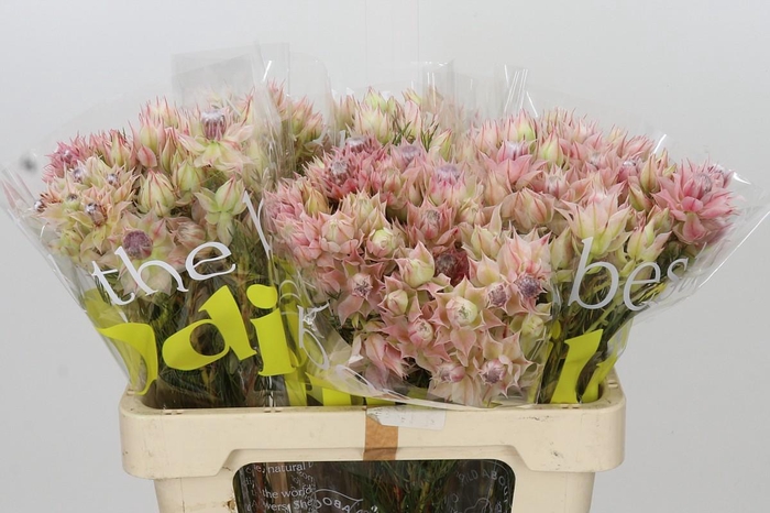 <h4>Blushing Bride Pink 2/5 Flowers</h4>