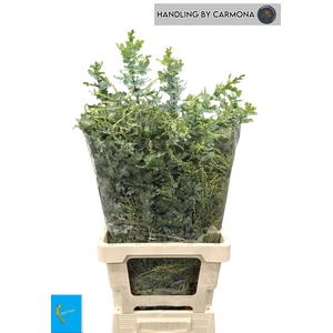 ACACIA BAILEYA BL BS