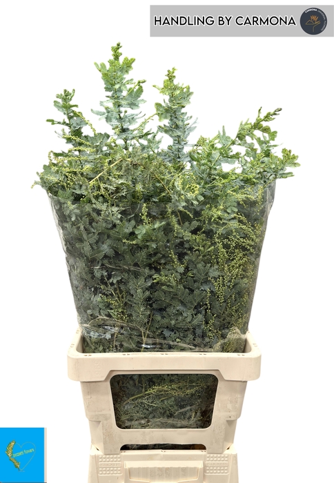 <h4>ACACIA BAILEYA BL BS</h4>