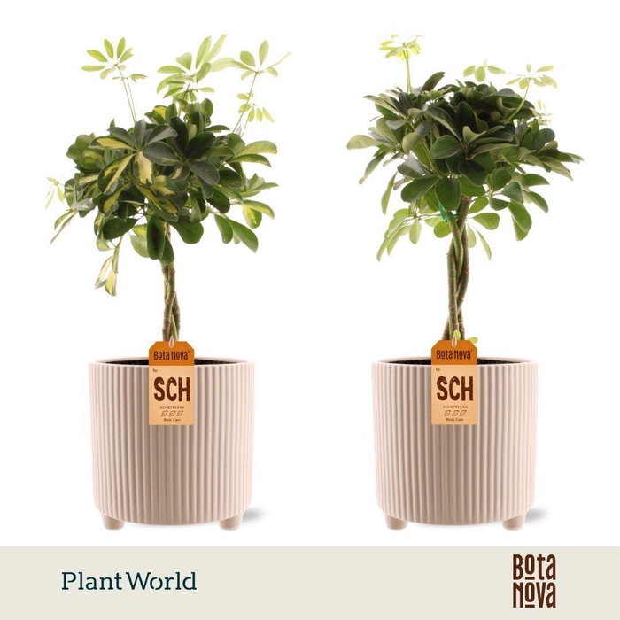 <h4>Schefflera vlecht mix in Lina Keramiek</h4>
