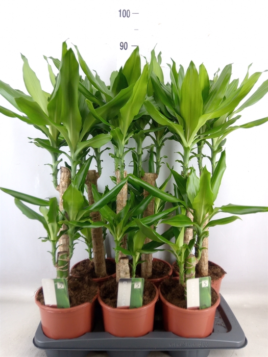 <h4>Dracaena frag. 'Steudneri'</h4>