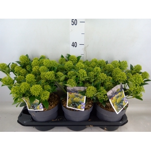 Skimmia jap. 'White Dwarf'