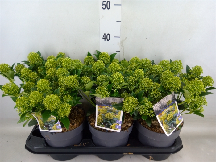 <h4>Skimmia jap. 'White Dwarf'</h4>