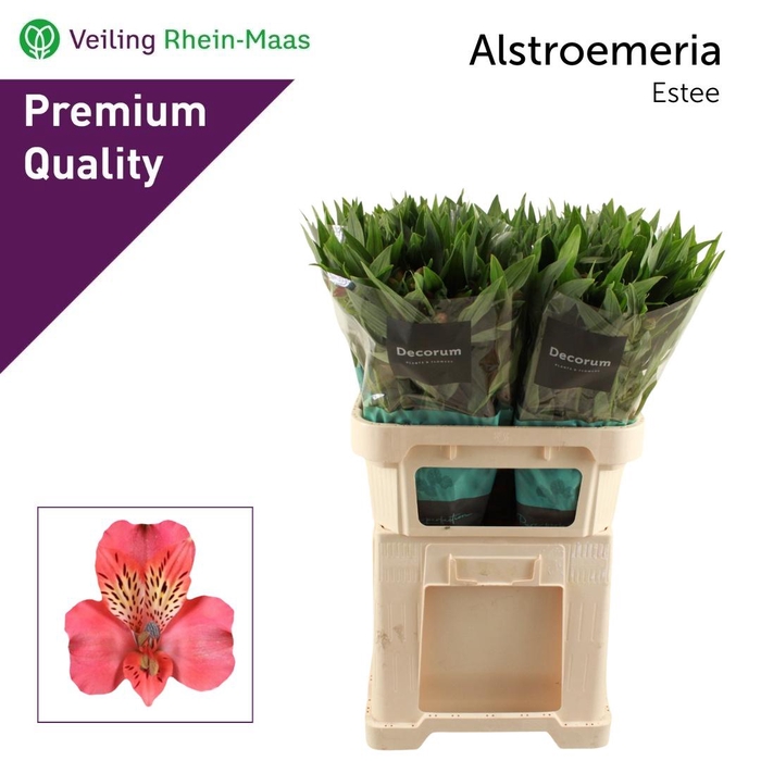 <h4>ALSTR ESTEE</h4>