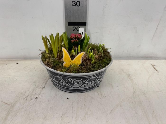 <h4>ARR PL IN SCHAAL</h4>