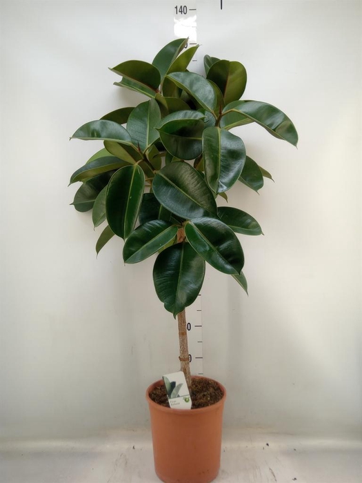 <h4>Ficus   ...</h4>