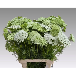 AMMI VIS CASABLANCA