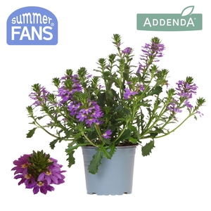 Scaevola blue