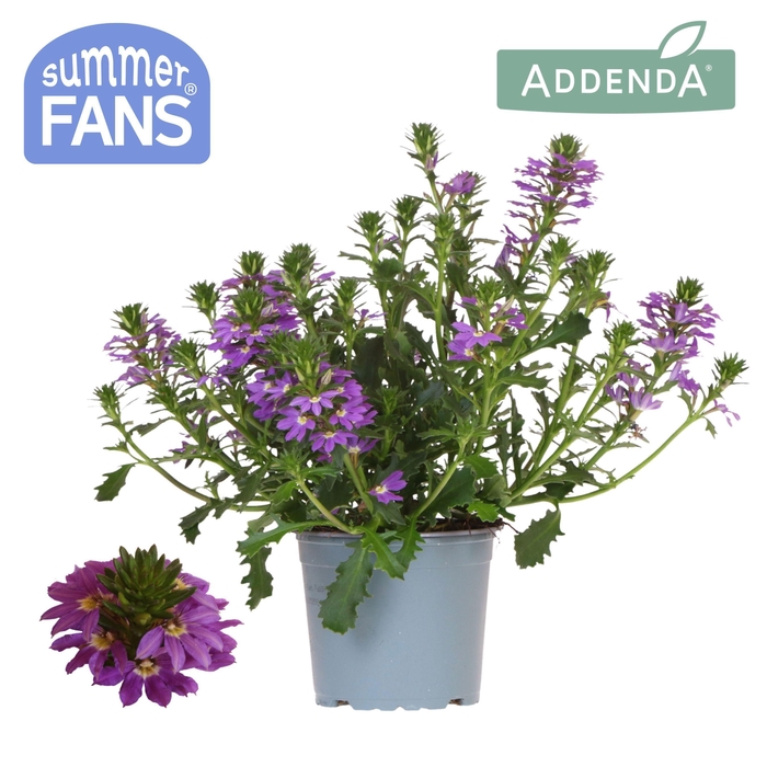 <h4>Scaevola blue</h4>