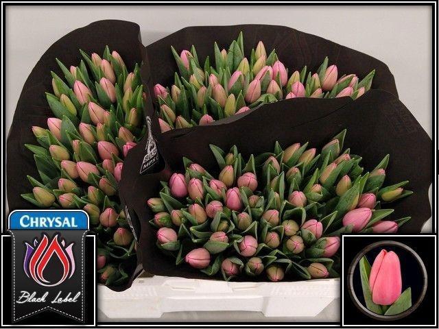 <h4>TU EN TRESOR</h4>