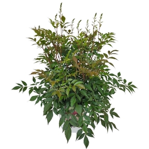 Astilbe wit Ton sur Ton
