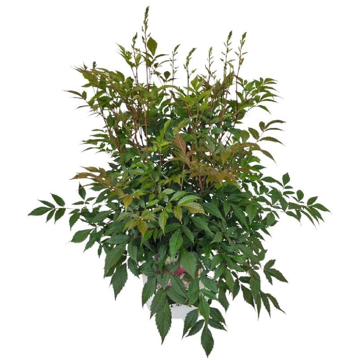 <h4>Astilbe wit Ton sur Ton</h4>