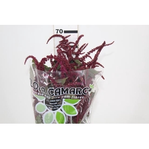 AMARANTHUS VINHO