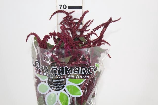 AMARANTHUS VINHO