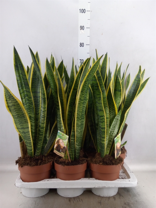 <h4>Sansevieria trifa. 'Laurentii'</h4>