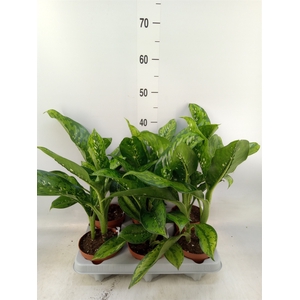 Dieffenbachia