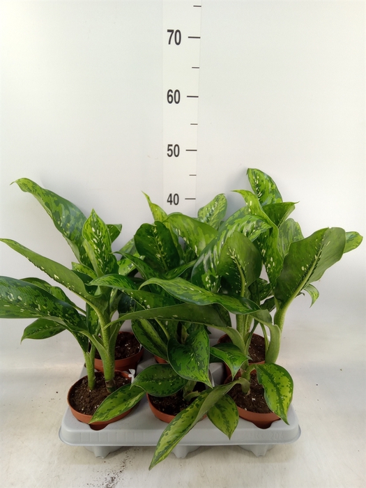 <h4>Dieffenbachia</h4>