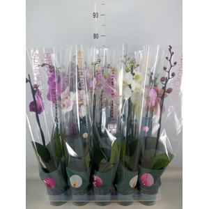 Phalaenopsis   ...mix 10