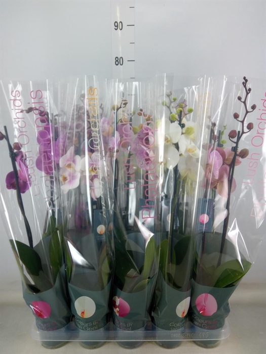 <h4>Phalaenopsis   ...mix 10</h4>