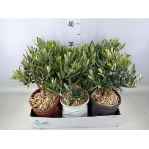 Arr.   Tuinplanten L%