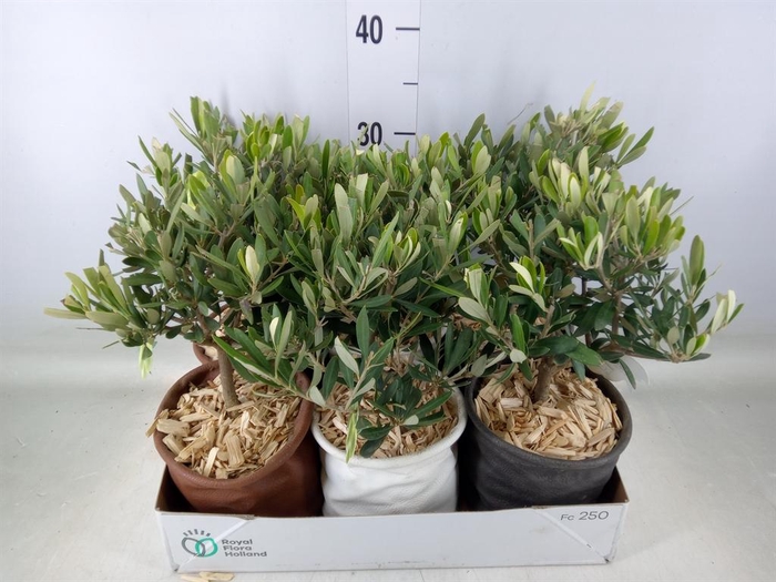 <h4>Arr.   Tuinplanten L%</h4>