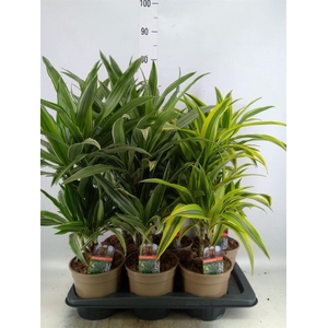 Dracaena fr de   ...mix