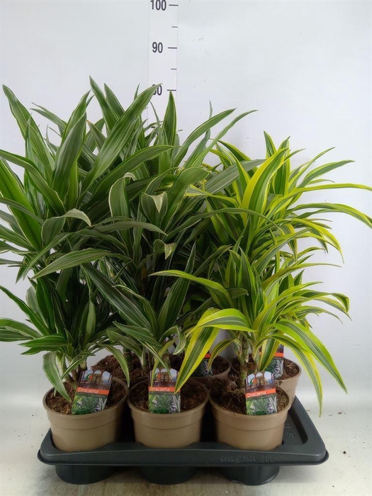 <h4>Dracaena fr de   ...mix</h4>