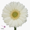 Germini diamond albino