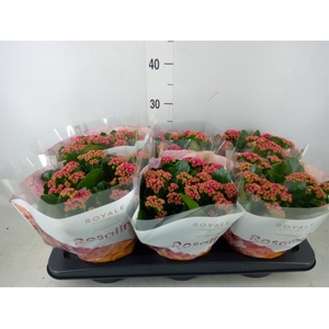 Kalanchoe blos. 'RosDon Victorio'