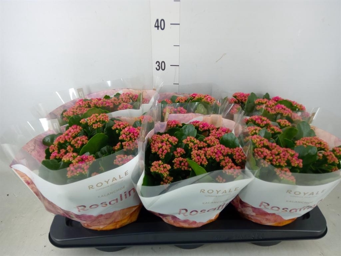 <h4>Kalanchoe blos. 'RosDon Victorio'</h4>