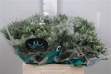 <h4>Eryn Sirius Qstar</h4>