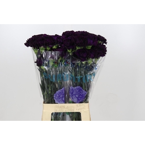 Dianthus St Florigene Moonvista