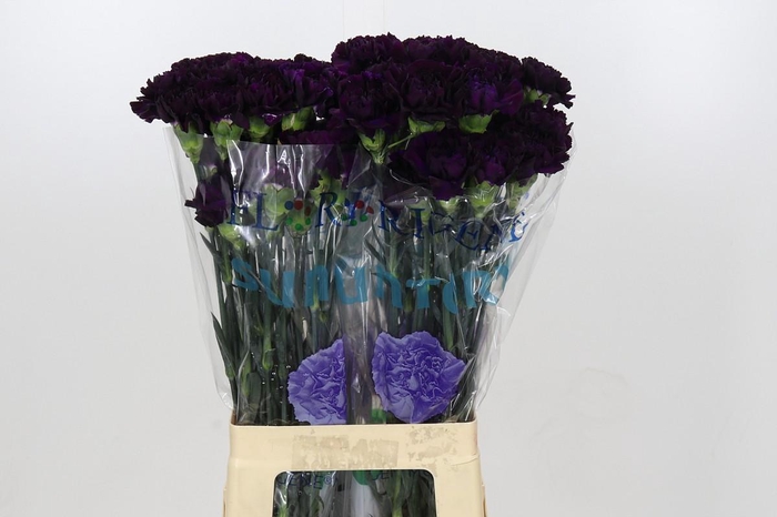 <h4>Dianthus St Florigene Moonvista</h4>