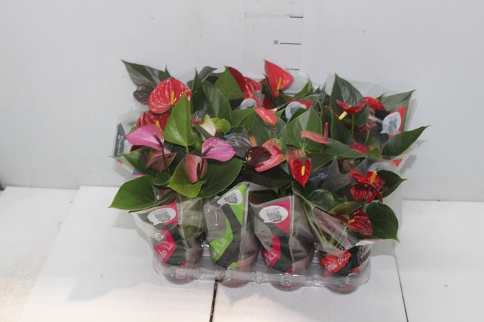 <h4>ANTHURIUM VARIADO P09</h4>